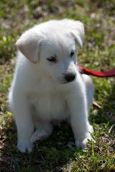 puppy training